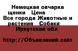 Немецкая овчарка щенки › Цена ­ 20 000 - Все города Животные и растения » Собаки   . Иркутская обл.